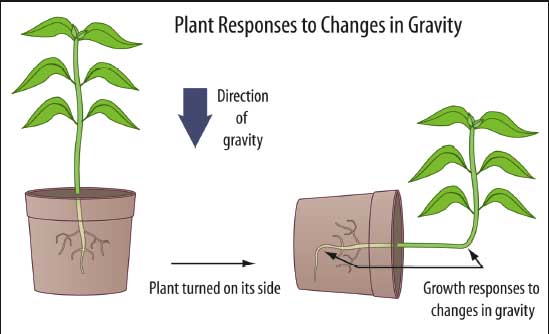 plantsperce