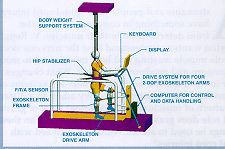 spinalcord